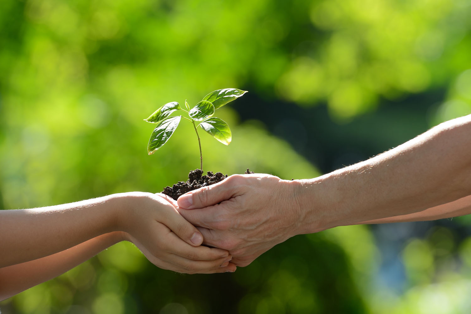 Two,Hands,Holding,Together,A,Green,Young,Plant